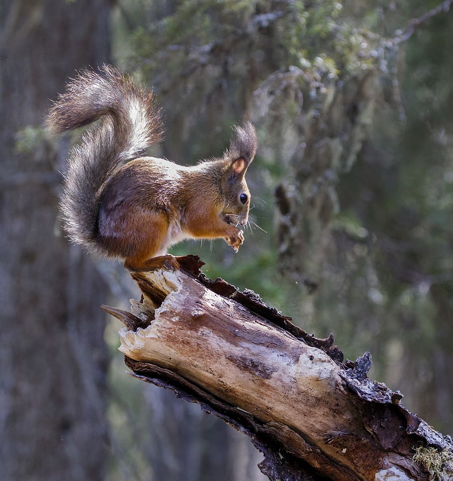 squirrel on fall tree, animal, mammal, rodent, finland, autumn HD wallpaper