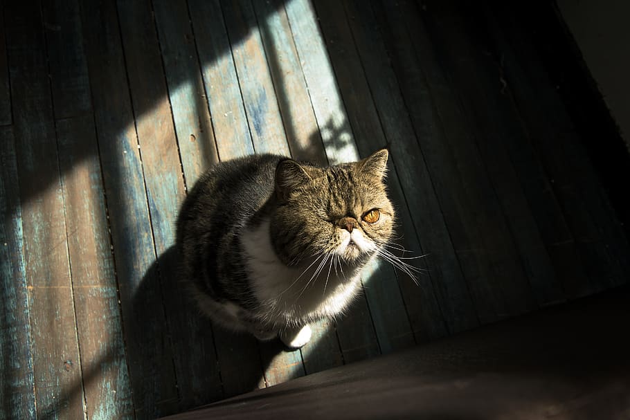 brown cat, mammal, pet, animal, basket, manx, abyssinian, domestic HD wallpaper