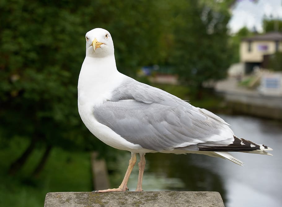 latvia, riga, seagull, bird, animal, animal themes, animal wildlife HD wallpaper