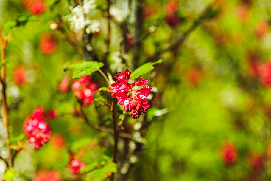 tree, bush, red, flowers, sunny, abstract, spring, blooming HD wallpaper
