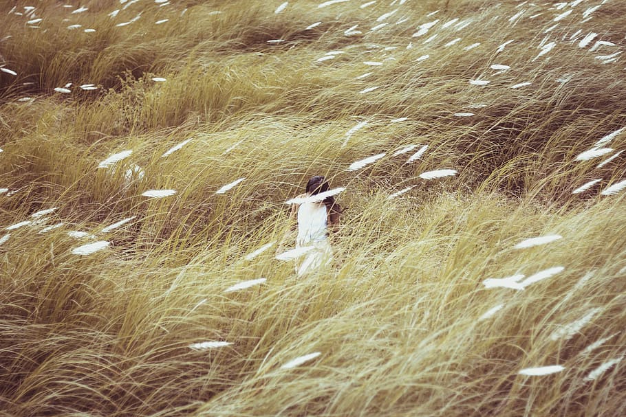 Woman Wearing White Dress Standing in the Middle of Grasses, daytime HD wallpaper