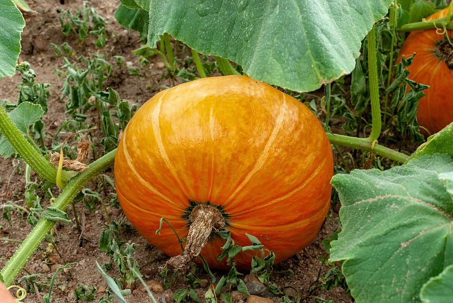 pumpkin, vegetable, vegetable garden, vegetables, autumn, fall HD wallpaper