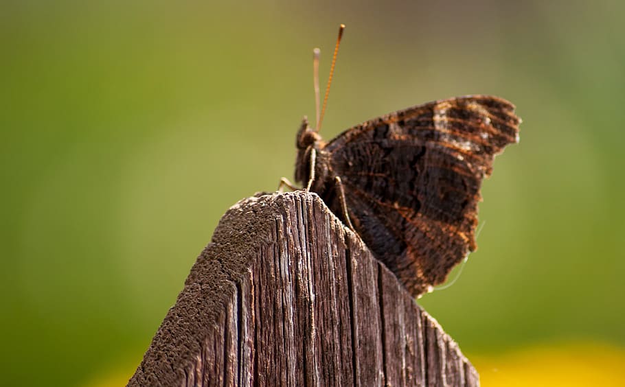 butterfly, spring, nature, green, wings, macro, garden, invertebrate HD wallpaper