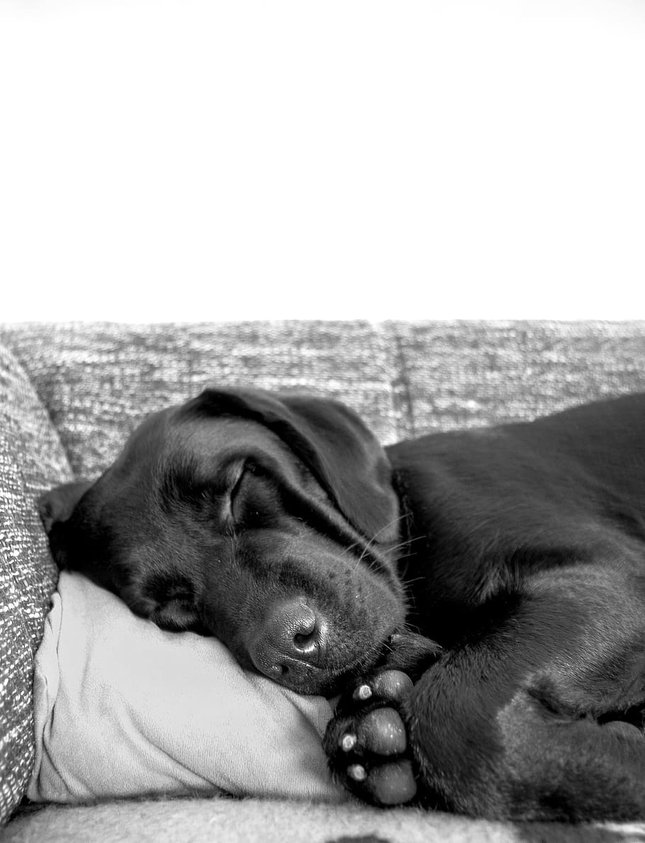 weekend, lazy, beautiful, indoor, white, black, black and white HD wallpaper