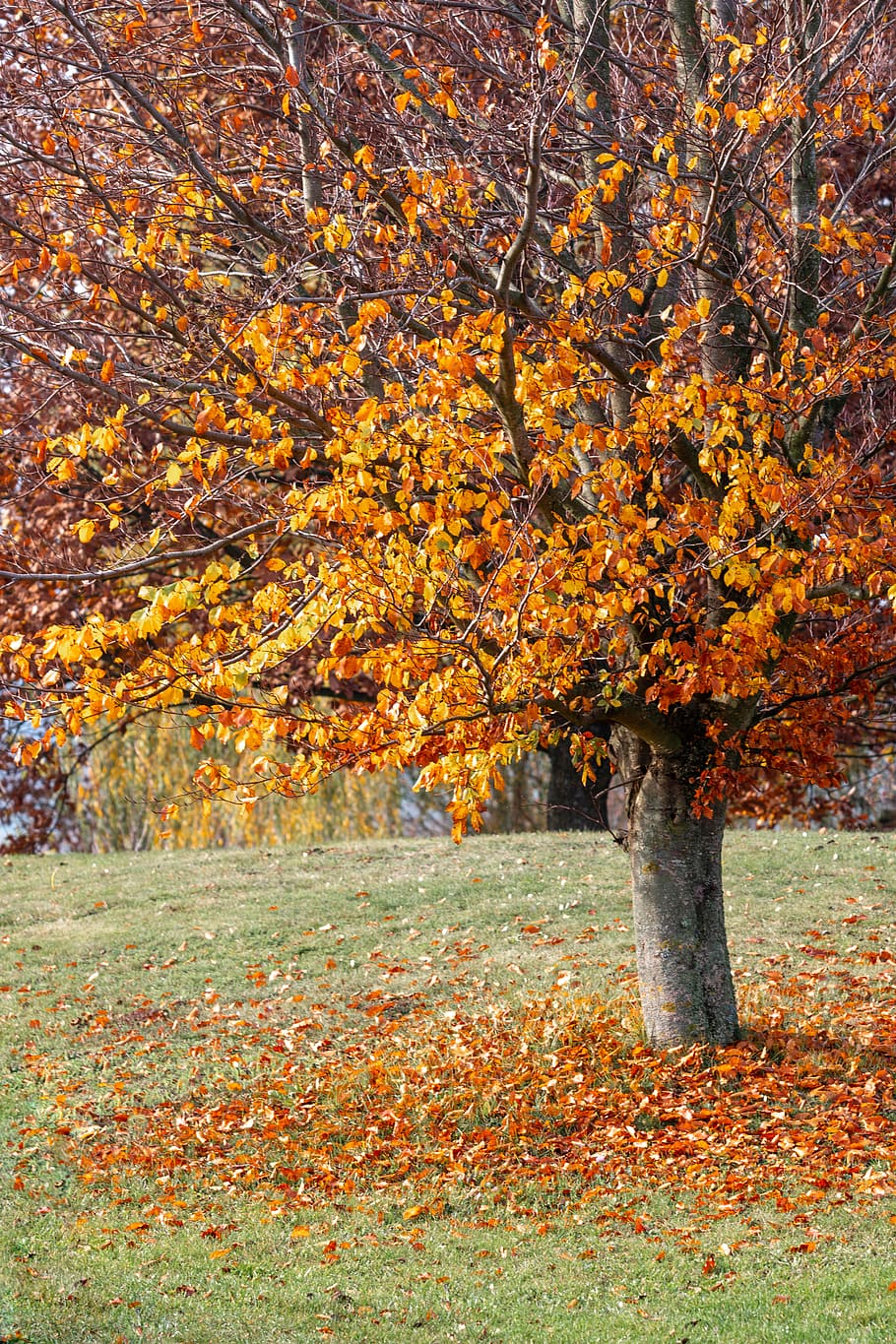 tree, plant, leaf, maple, tree trunk, maple leaf, ground, tomb HD wallpaper