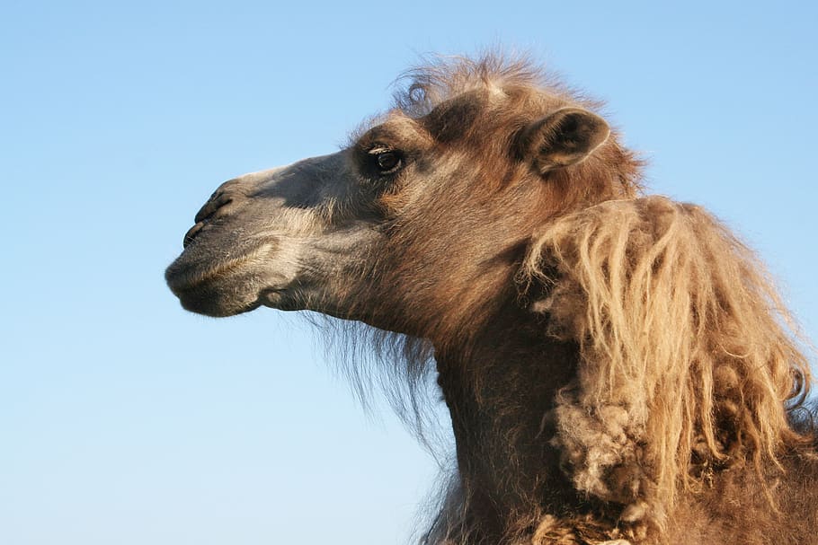 camel, animals, summer, sky, crimea, head, animal themes, one animal HD wallpaper