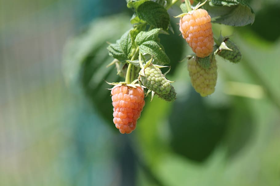 raspberry, yellow raspberry, plant, bush, fruit, harvest, food HD wallpaper