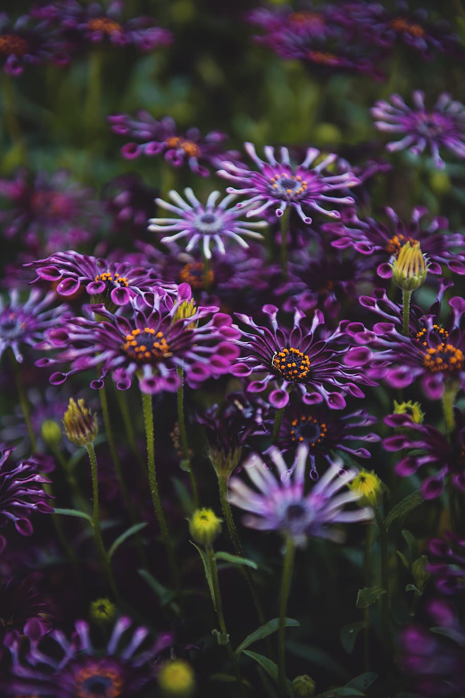 purple, plant, flower, blossom, aster, daisies, daisy, petal