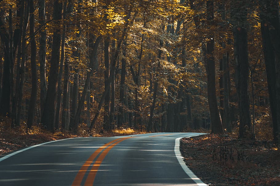 asphalt, forest, dark, fall, guidance, highway, landscape, lane HD wallpaper