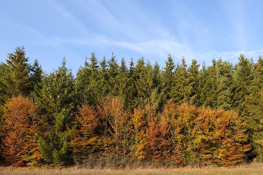 forest, trees, autumn, leaves, colorful, landscape, arable HD wallpaper
