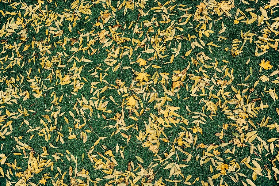 grass, leaves, ground, full frame, backgrounds, high angle view HD wallpaper