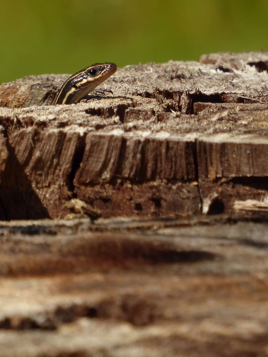 lizard, sun, skink, summer, stump, wood, peek, animal themes HD wallpaper