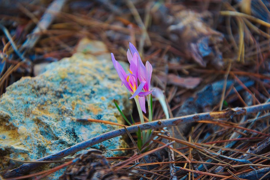 colchicum, fall, autumn, forest, mediterranean, plant, flowering plant HD wallpaper