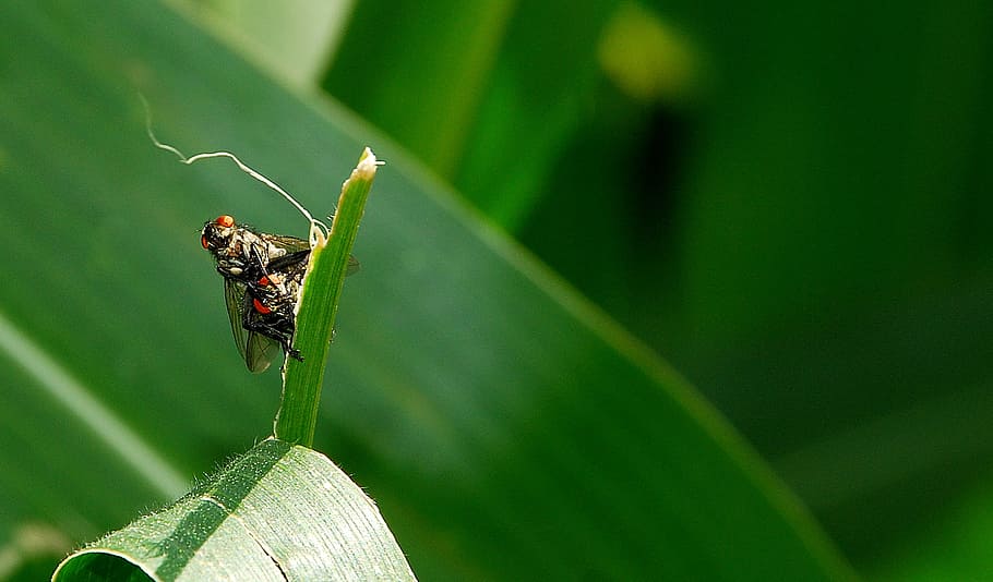 Two Black Fly Mating on Green Leaf, insect, invertebrate, animal wildlife HD wallpaper