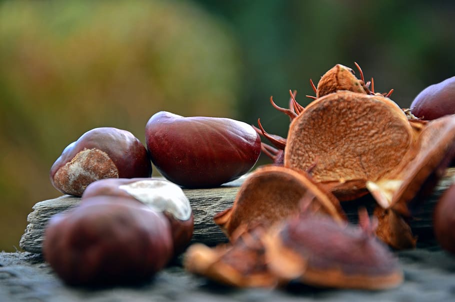 chestnut, fruits, chestnut fruit, buckeye, shells, spur, autumn, HD wallpaper