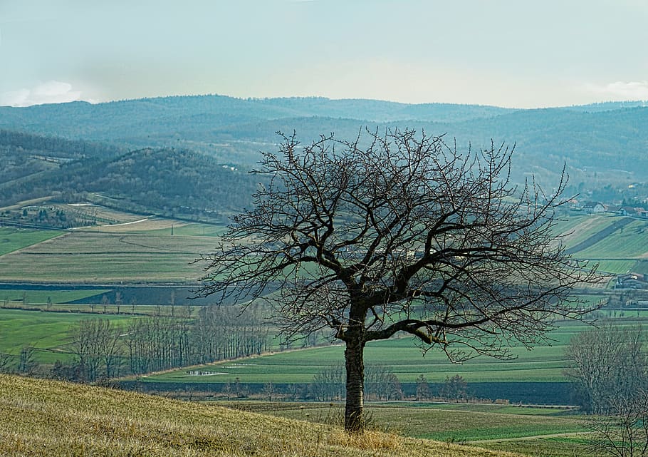 landscape, nature, tree, sky, panorama, hill, scenics - nature HD wallpaper