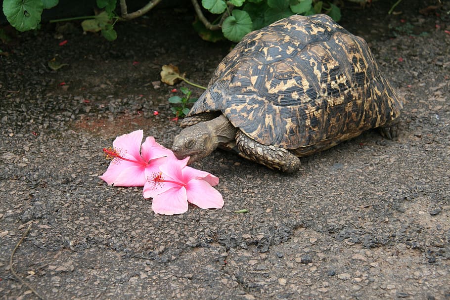 turtle, tortoise, flower eater, tortoise shell, armored, hungry HD wallpaper