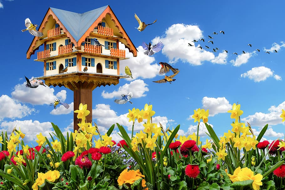 emotions, spring, nature, animals, birds, flowers, spring mood bird house