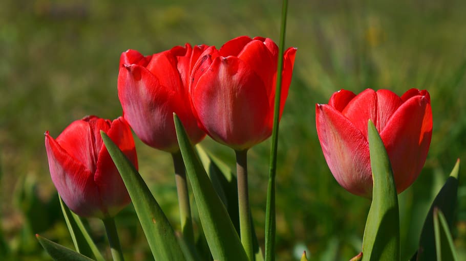nature, plants, flowers, spring, tulips, red, meadow, the environment HD wallpaper