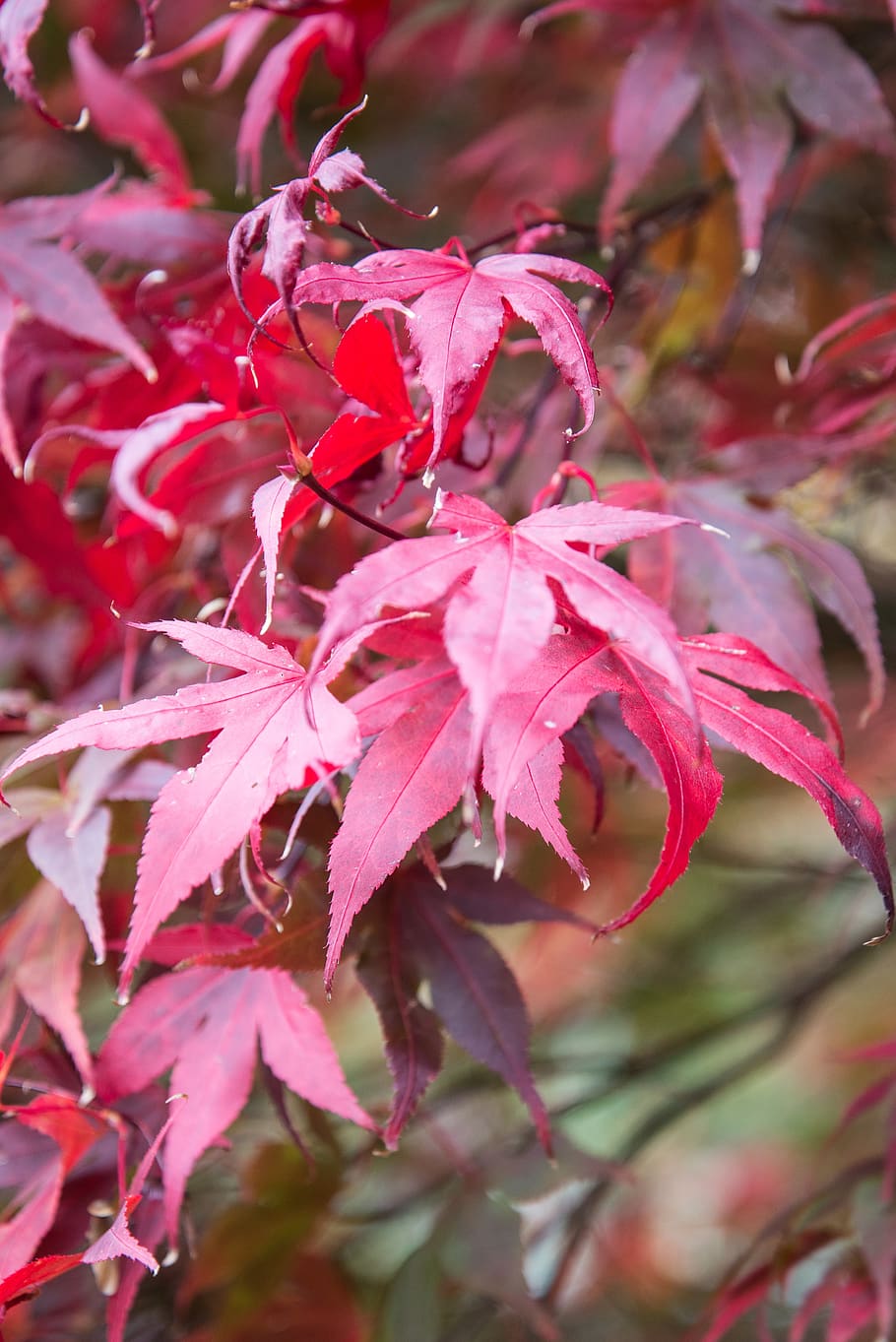 leaves, tree, branch, plant, growth, close-up, beauty in nature HD wallpaper