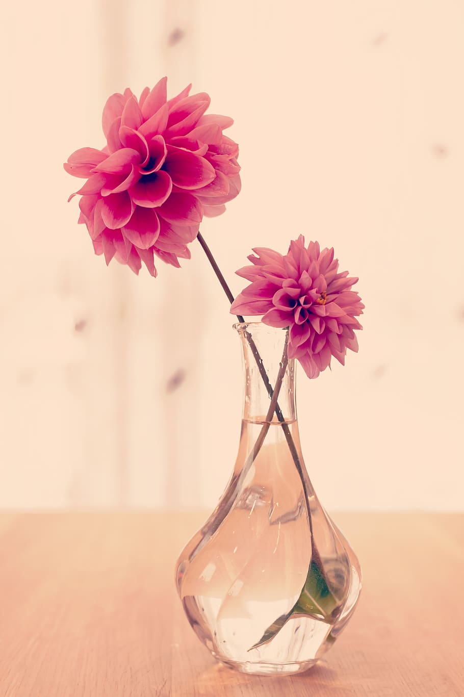 flower, flowering plant, freshness, beauty in nature, vulnerability HD wallpaper