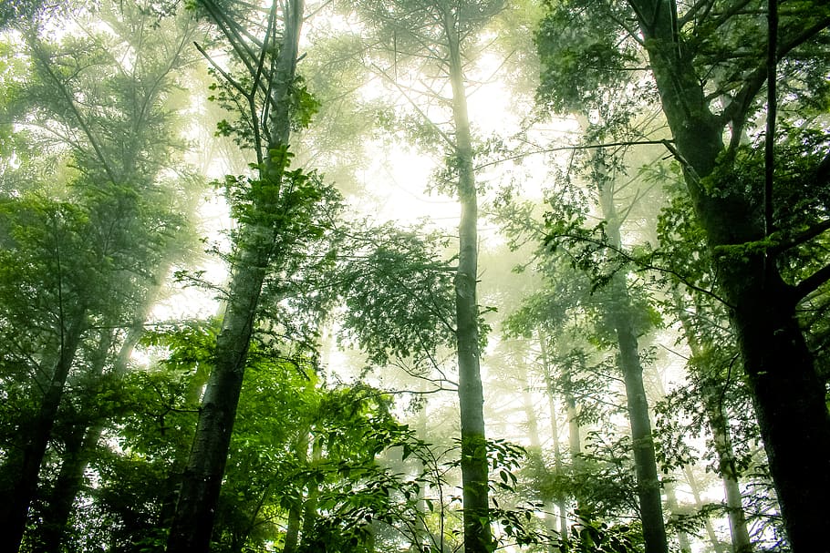 sun rays on forest, tree, plant, land, growth, beauty in nature HD wallpaper