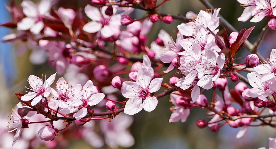 landscape, nature, spring, blossom, light, sun, bud, branches HD wallpaper