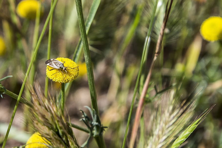 flower, insect, nature, summer, yellow, green, jungle, animal wildlife HD wallpaper