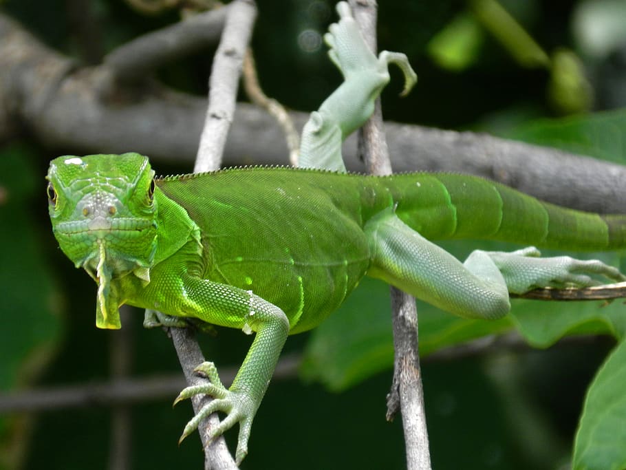 green, animal themes, animal wildlife, green color, animals in the wild HD wallpaper