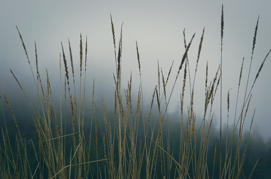 moody, nature, gradient, grassland, plants, fog, growth, beauty in nature HD wallpaper