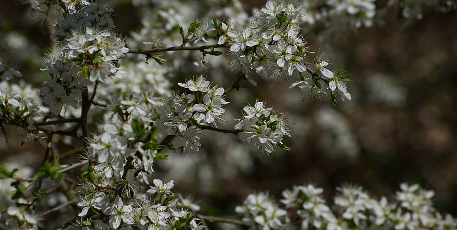 blossom, bloom, white, spring, flowers, nature, plant, summer HD wallpaper