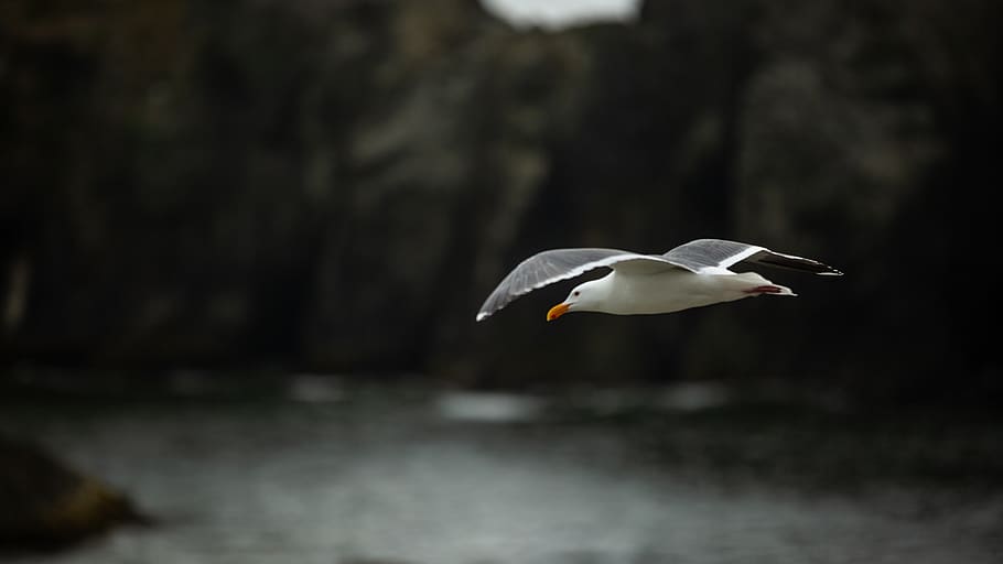 Flying White and Gray Bird, animal, blur, feather, feathers, gull HD wallpaper