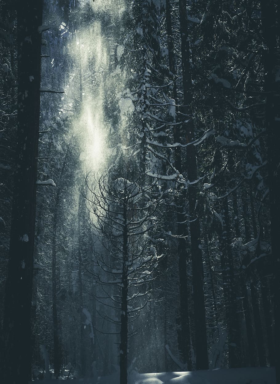 tree covered with snow during daytime, plant, forest, winter HD wallpaper
