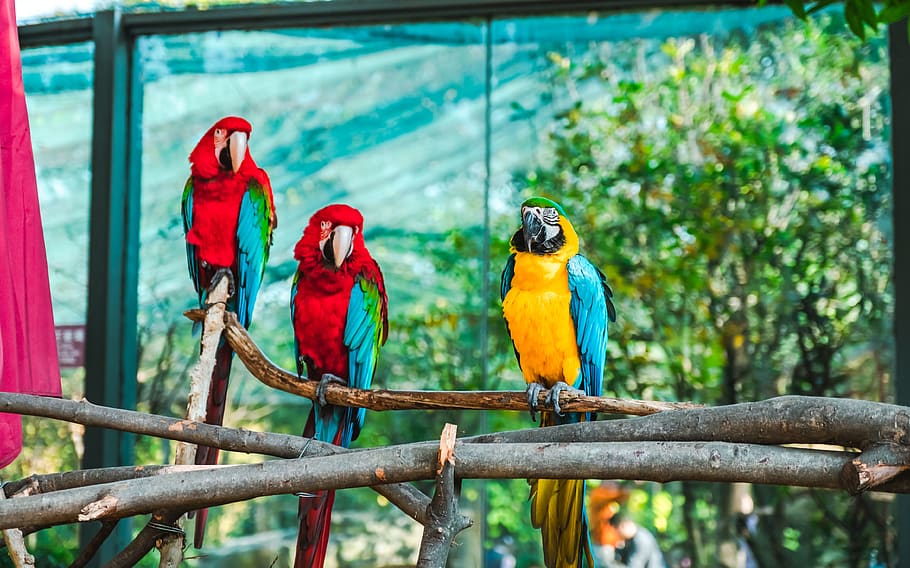 three-assorted-color-parakeets.jpg