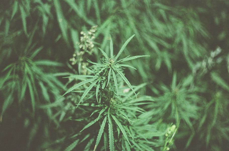 cannabis plant, close-up, growth, marijuana - herbal cannabis HD wallpaper