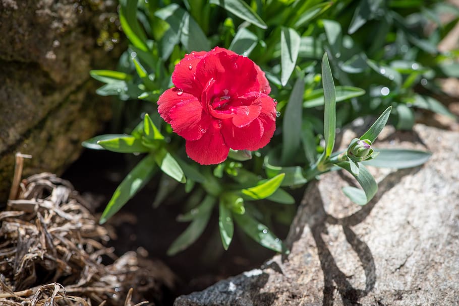 carnation, pink, red, blossom, bloom, flower, spring, garden HD wallpaper
