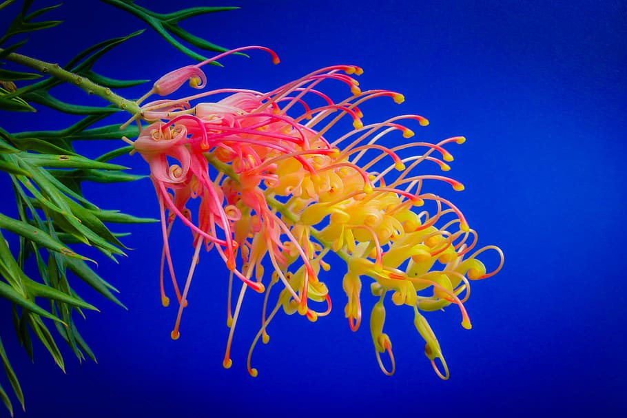 yellow and pink flower, animal, sea life, invertebrate, jellyfish