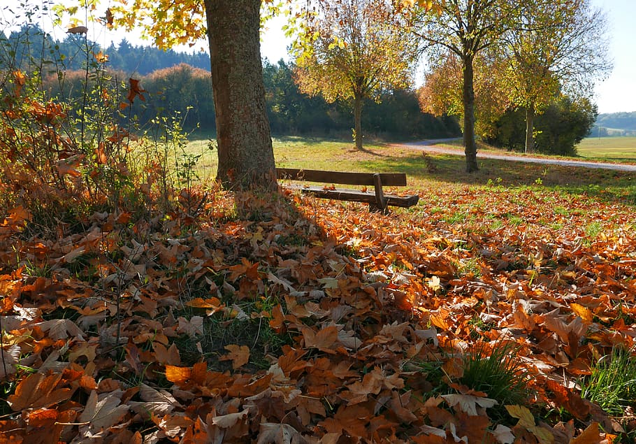 autmn, leaves, autumn, tree, change, leaf, plant part, nature HD wallpaper