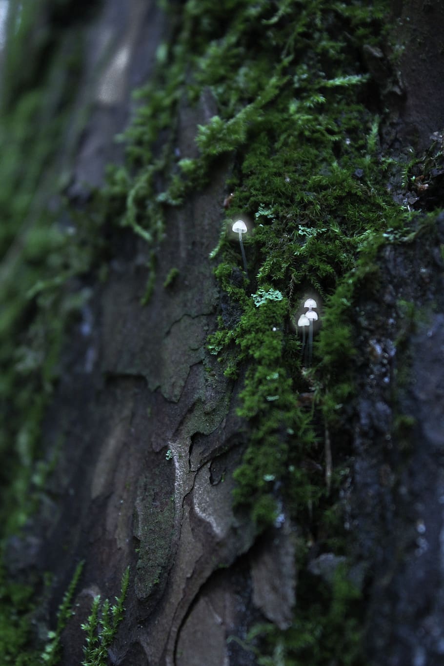 lithuania, vilnius, vingis, magic, green, forest, trees, mushroom HD wallpaper