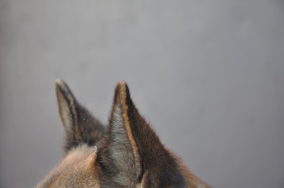 dog, ears, background, wool, fur, one animal, animal themes HD wallpaper