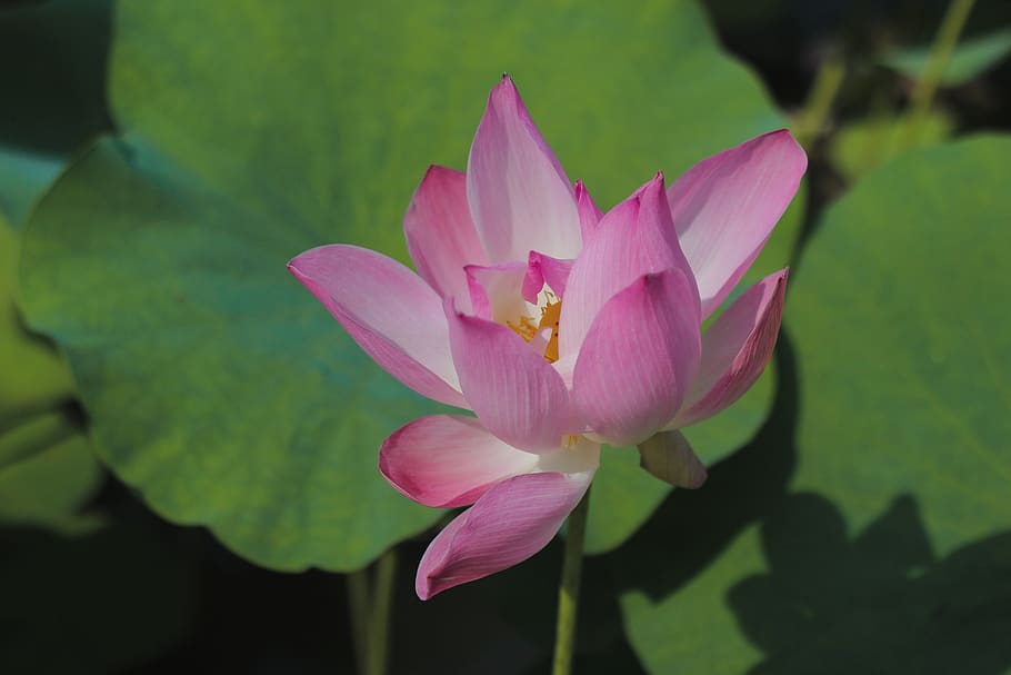 pink-petaled flowers, flowering plant, freshness, vulnerability HD wallpaper