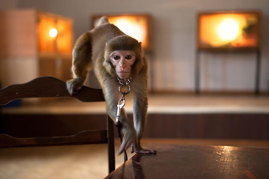 monkey, indoors, closeup, ape, mammal, sitting, brown, creature HD wallpaper