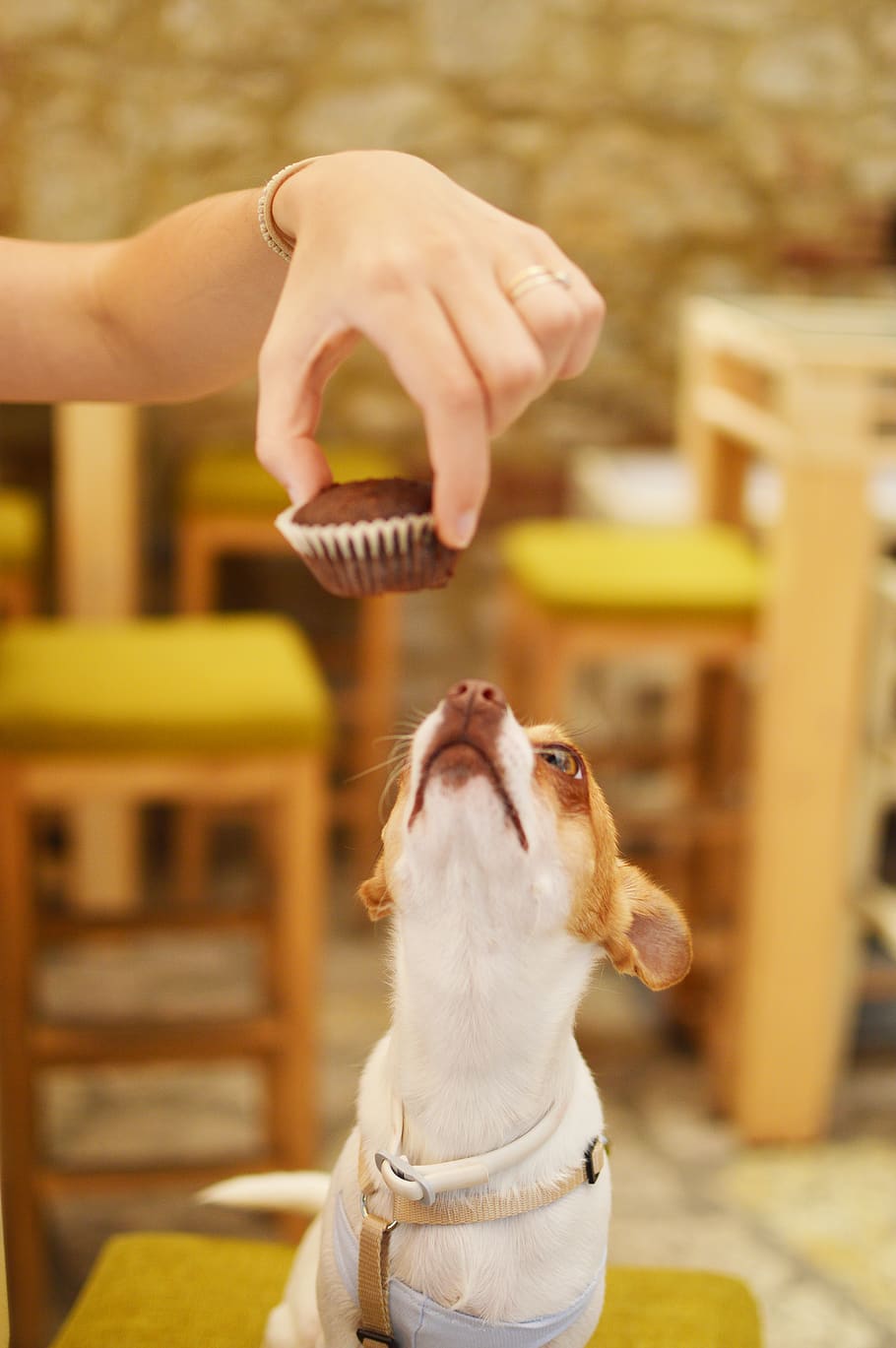cafe, cupcake, dog, domestic, pets, domestic animals, one animal HD wallpaper