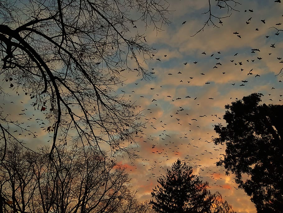 evening, dusk, sunset, sky, nature, landscape, clouds, orange