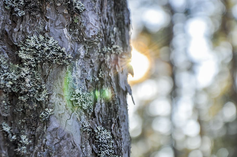 macro photography of tree bark, plant, tree trunk, woods, sun, HD wallpaper