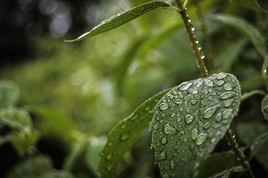 leaf with water dew, drop, wet, plant, plant part, close-up, green color HD wallpaper
