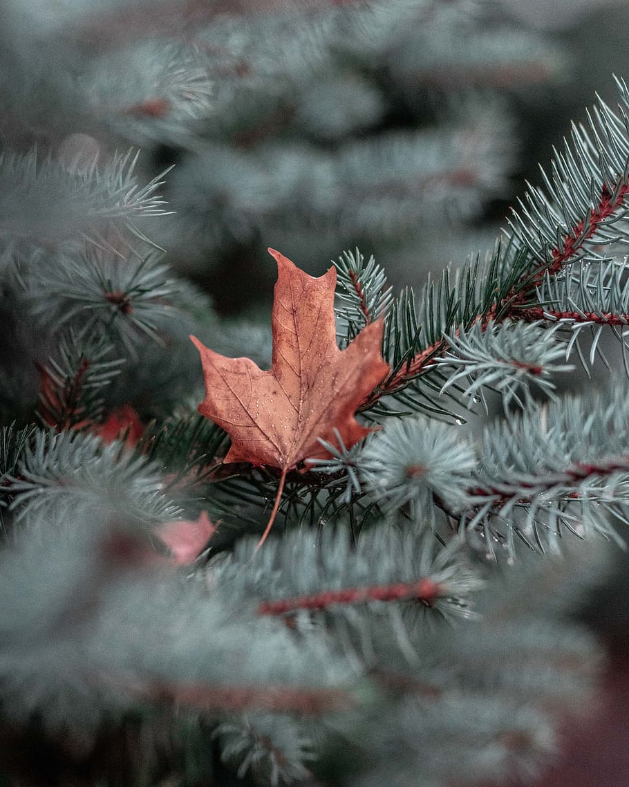 Dry Maple Leaf, branch, close-up, dry leaf, evergreen, pine tree HD wallpaper