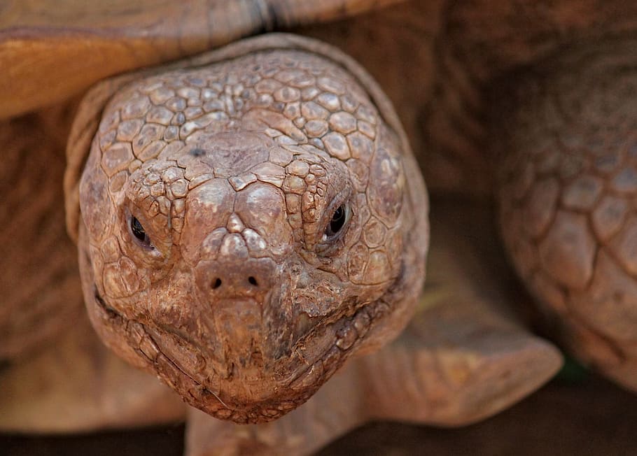 turtle, huge, old, head, portrait, smile, eyes, shell, nature HD wallpaper