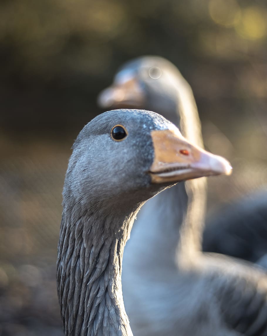 two geese during day, bird, animals in the wild, animal themes HD wallpaper