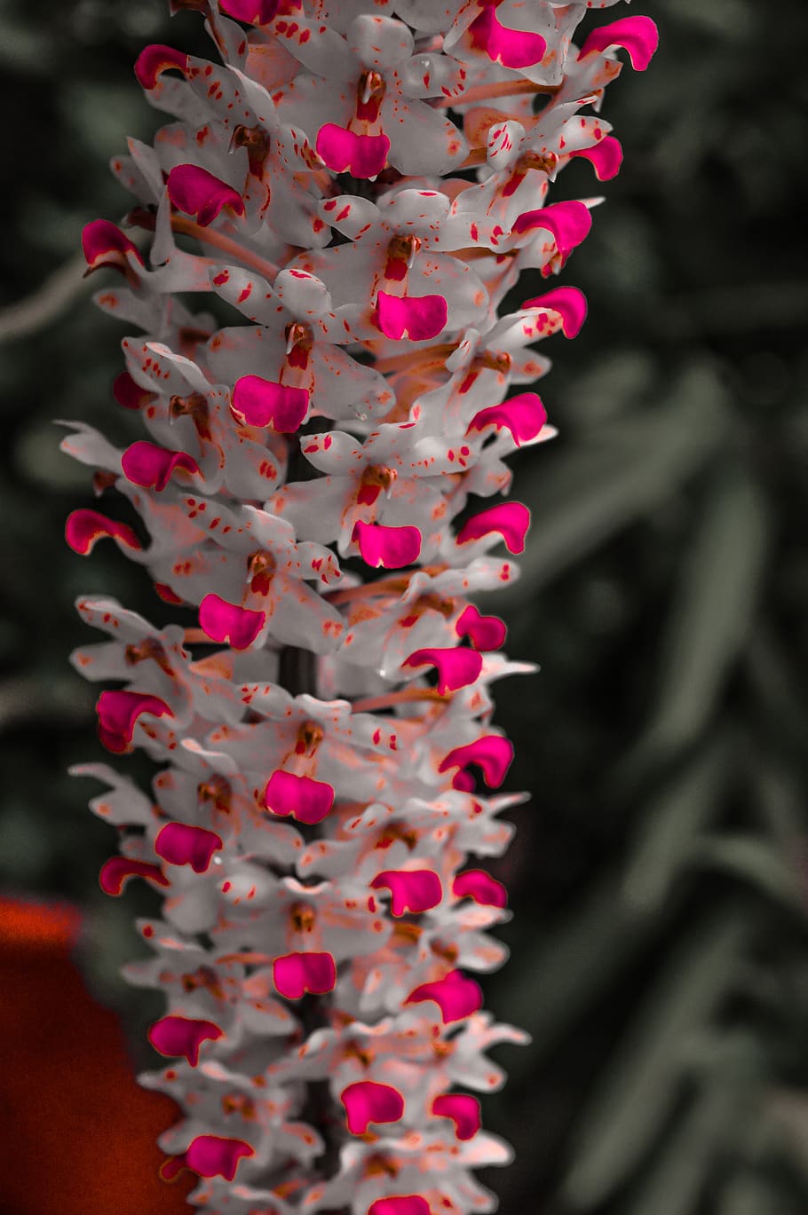flowers, bunch, orchid, kerala, red white, nikon d3200, nikon photography, HD wallpaper